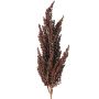 Branche décorative de sorgho WADDY avec épis, rouge foncé, 80 cm