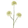 Branche décorative d'Allium ALIKIO, blanche, 65 cm, Ø 7 cm