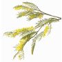 Branche décorative de mimosa BRANAU avec fleurs, jaune, 80 cm, Ø 0,5 cm