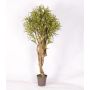 Dracaena Reflexa Jamaica décoratif KASANDRA, troncs naturels, vert-jaune, 200cm - Made in Italy