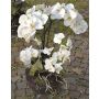 Orchidée Phalaenopsis artificielle WALLBURGA, verre décoratif, blanc, 80cm