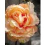 Pivoine en tissu FABIENNE, orange, 50cm