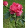 Pivoine en tissu FABIENNE, rose fuchsia, 50cm
