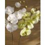 Tige d'orchidée Phalaenopsis en tissu RICKY, crème-vert, 105cm