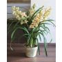 Cymbidium artificiel MEDINA, pot décoratif, vert-rose, 125cm, Ø10cm