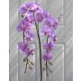 Tige d'orchidée Phalaenopsis en tissu PHILLINE, rose, 150cm