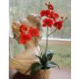 Orchidée Phalaenopsis synthétique RHIJANA, pot en argile, rouge, 60cm