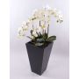 Orchidée Phalaenopsis artificielle WILHELMINA, pot en bois, blanc, 150cm