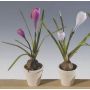 Crocus en tissu IONAH en pot décoratif, bulbe, blanc-lilas, 25cm