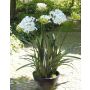 Agapanthe artificielle dans un pot décoratif EVELYNN, blanc, 130cm