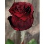 Rose artificielle OPHELIE, rouge bordeaux, 85cm, Ø7cm
