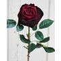 Rose velours VASCA, rouge bourgogne, 50cm, Ø10cm