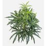 Aralia artificiel PANGON sur tige, vert, 50 cm