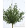 Asparagus sprengeri en plastique FREDERICK, sur piquet, 25cm