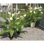 Zantedeschia artificiel LAURENCE, blanc, 130cm, 8x13cm