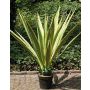 Faux Agave CHERIE, vert-jaune, 120cm