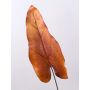 Feuille de caladium artificielle DONALD, orange-brun, 80cm