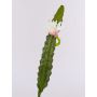 Cactus artificiel reine de la nuit DOMENICA, fleur, blanc, 50cm