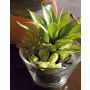 Arrangement de fausses plantes succulentes TIMOTHY dans un verre, vert, 18cm