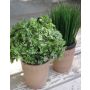 Persil artificiel PERCIVAL en pot de terre cuite, vert, 20cm