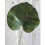 Feuille de géranium artificielle HEIDEGARD, vert, 38cm, Ø14cm
