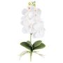 Fleur décorative Orchidée Phalaenopsis DRINTOR, piquet, racines, blanc, 40cm