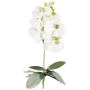 Fleur décorative Orchidée Phalaenopsis DRINTOR, piquet, racines, blanc-vert, 40cm