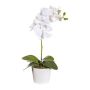 Fleur décorative Orchidée Phalaenopsis TRALKE, piquet, racines, blanc, 40cm