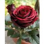 Rose en velours WALDA, bordeaux, 20cm
