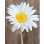 Fleur en tissu Gerbera TABITHA, crème-blanc, 55cm