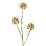 Branche d'allium artificielle ZEBU, crème, 65cm, Ø7cm