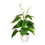 Fleur décorative Calla VORLIM en pot décoratif, racines aériennes, blanc, 45cm