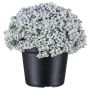 Plante artificielle succulente Sedum telephium NUKEF, blanche, 10cm