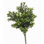 Plante artificielle de buis TOM sur tige, crossdoor, 30cm
