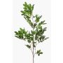 Branche décorative de pistachier WEXTOR, verte, 90 cm