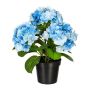 Fleur décorative Hortensia SLORFIN en pot décoratif noir, bleu, 30cm