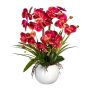 Composition florale d'orchidées Phalaenopsis TRALFEN avec de l'herbe, pot en céramique, racines, fuchsia-vert, 60cm