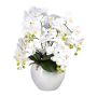 Composition florale d'orchidées Phalaenopsis WEMBER avec saule torsadé, pot en céramique, racines, blanc, 55 cm