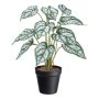 Plante décorative Caladium SNALHE, pot décoratif, blanc-vert, 40 cm