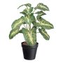 Plante décorative Syngonium GLOHEN, pot décoratif, vert-jaune, 40cm