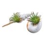 Plante artificielle succulente Tillandsia ionantha FRUNS dans des coquillages naturels, 2 pièces, vert, 8-14cm