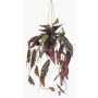 Panier suspendu avec bégonia maculata artificiel VIALO, pot décoratif, vert-blanc, 80cm