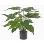 Alocasia Cucullate artificiel AROA, vert, 50cm