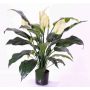 Spathiphyllum artificiel ABBY, avec fleurs, blanc, 75cm