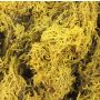 Mousse d'Islande naturelle FINNBJÖRN, jaune, 50g
