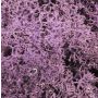 Mousse d'Islande naturelle FINNBJÖRN, lilas, 50g