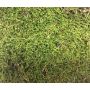 Plaques de mousse naturelle FERNANDE, vertes, verte, 100g
