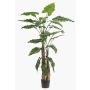 Alocasia sanderiana artificiel ALBULA, vert, 180cm