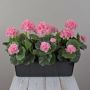 Géraniums artificiels FLOREANA en jardinière, 3 pièces, rose clair, 40 x 15 x 35 cm