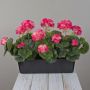 Géraniums artificiels FLOREANA dans une jardinière, lot de 3, rose foncé, 40 x 15 x 35 cm